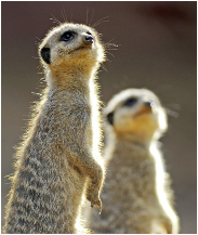 meerkat